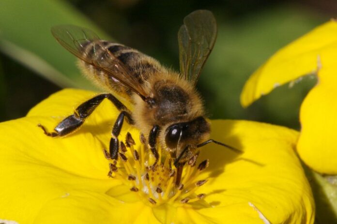 Пчелиниот отров